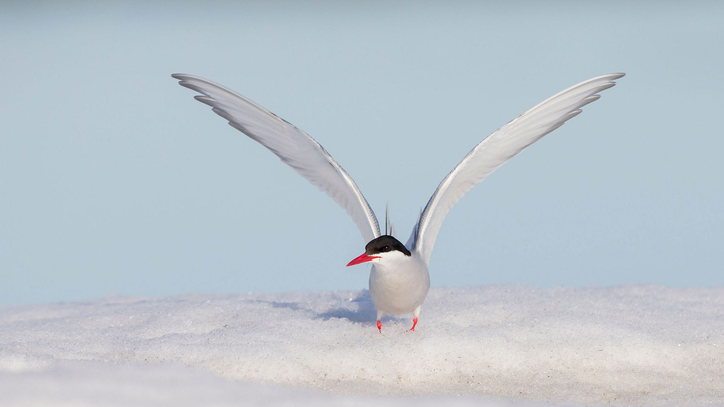 Arctic Tern | Audubon Field Guide