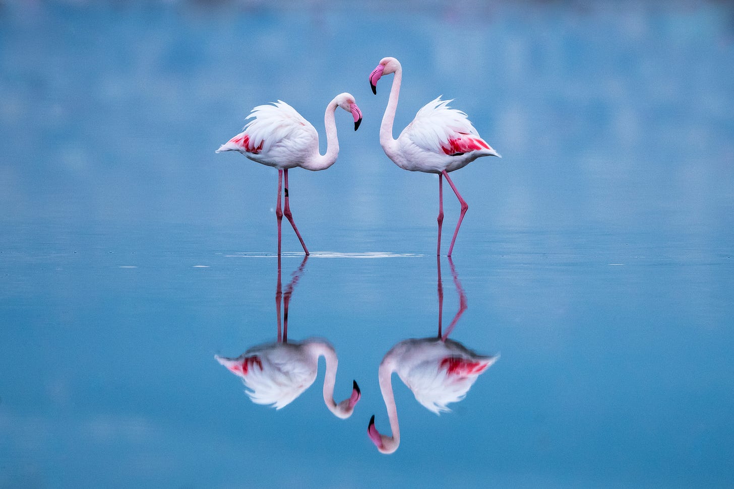 2 predominantly white flamingies wading in a pool with their reflections on the water underneath them