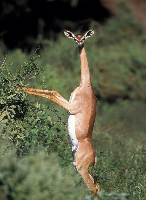 Gerenuk standing up : awwwtf