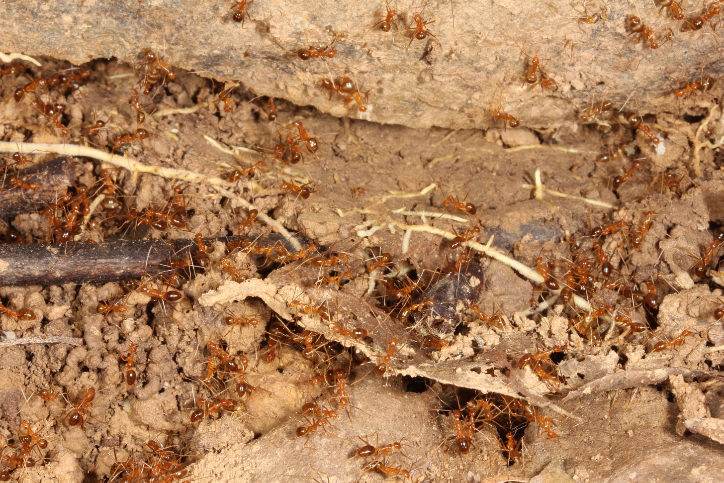 Yellow Crazy Ant (YCA) Swarm nest
Photographer: Conrad Hoskin