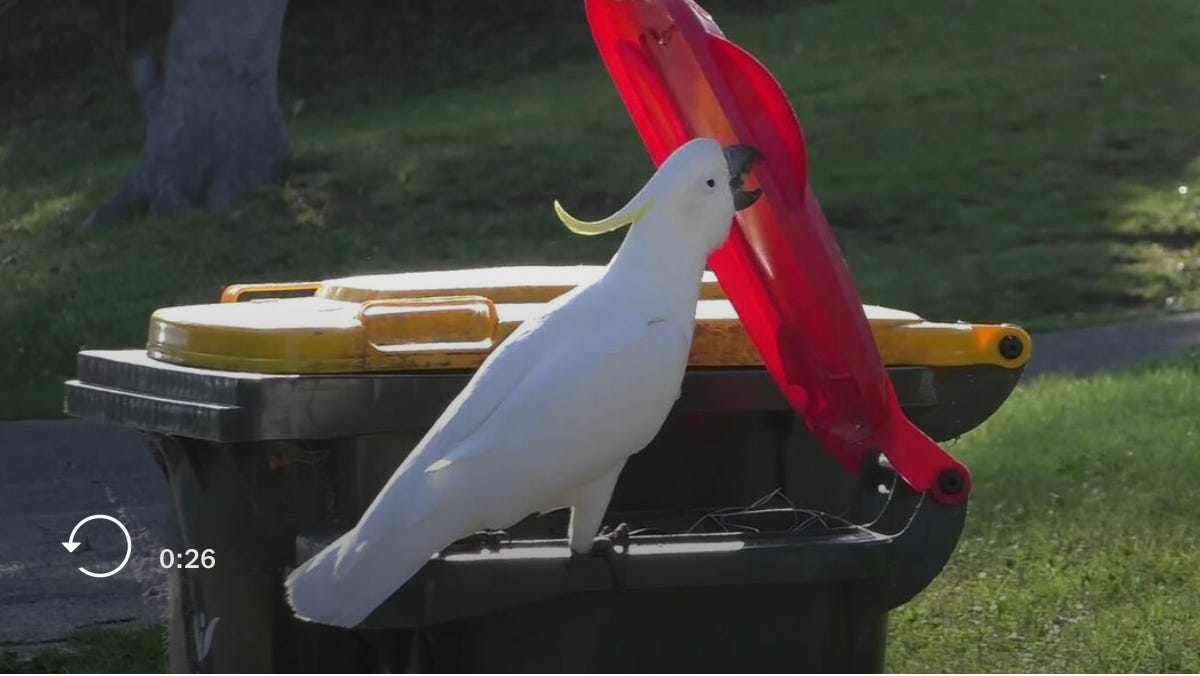 Detroit Shenanigans, Venture Studios, and Trash Parrots