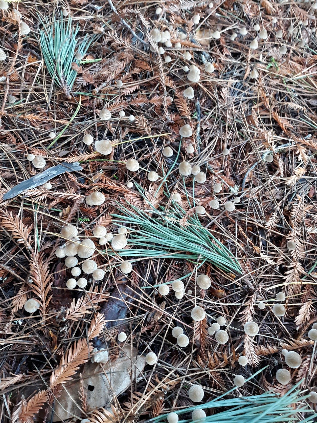 Tiny gray mushrooms, Photo by Robin Applegarth