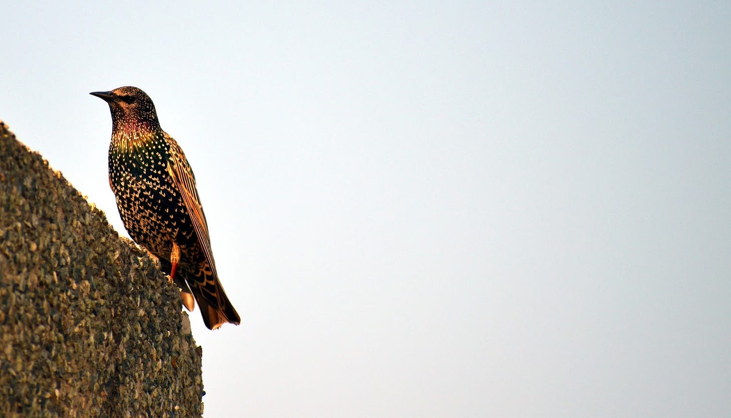 european starling