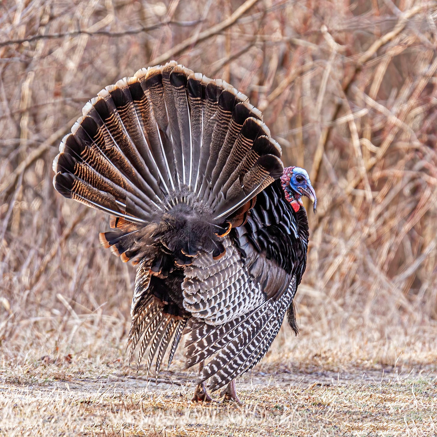 Really wild turkey | Mike Powell