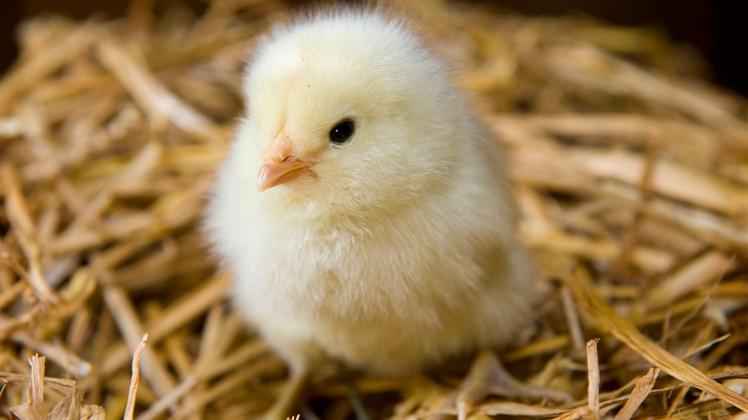 A photo of a fluffy yellow baby chick sitting on some hay