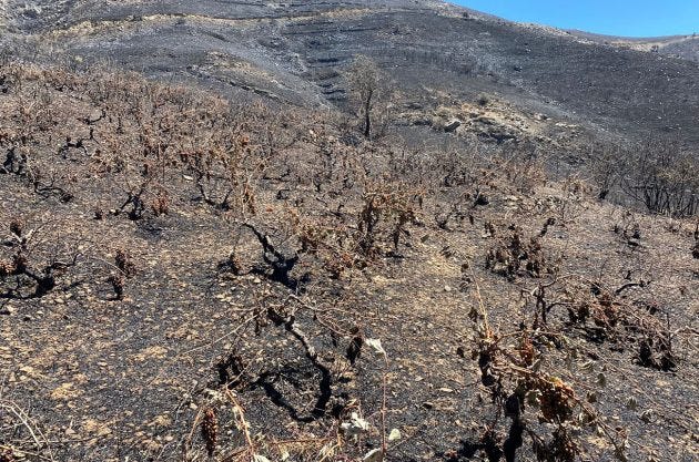 Wildfire burns old vines in Crete in July 2022