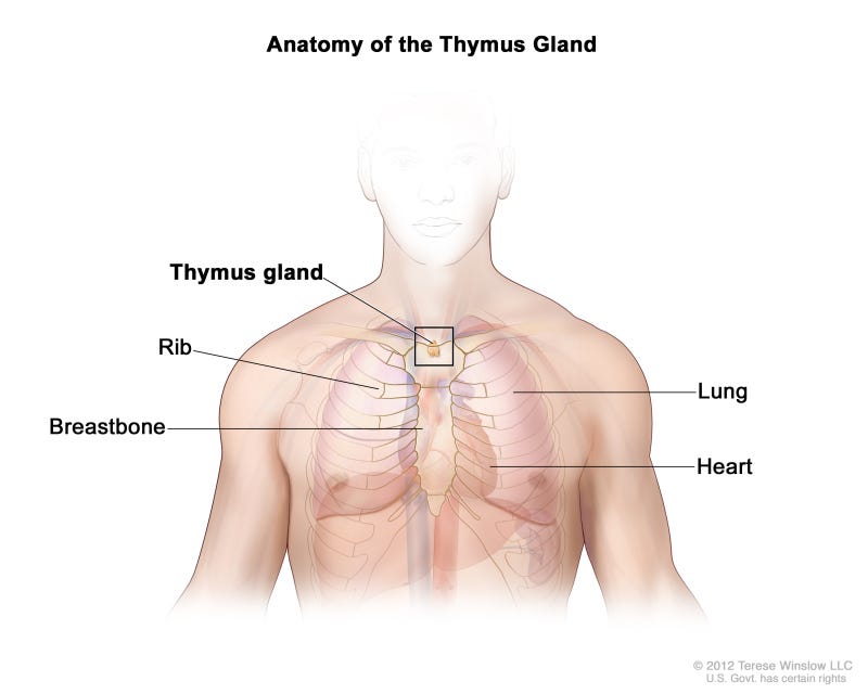 Figure, Anatomy of the thymus gland...] - PDQ Cancer Information Summaries  - NCBI Bookshelf