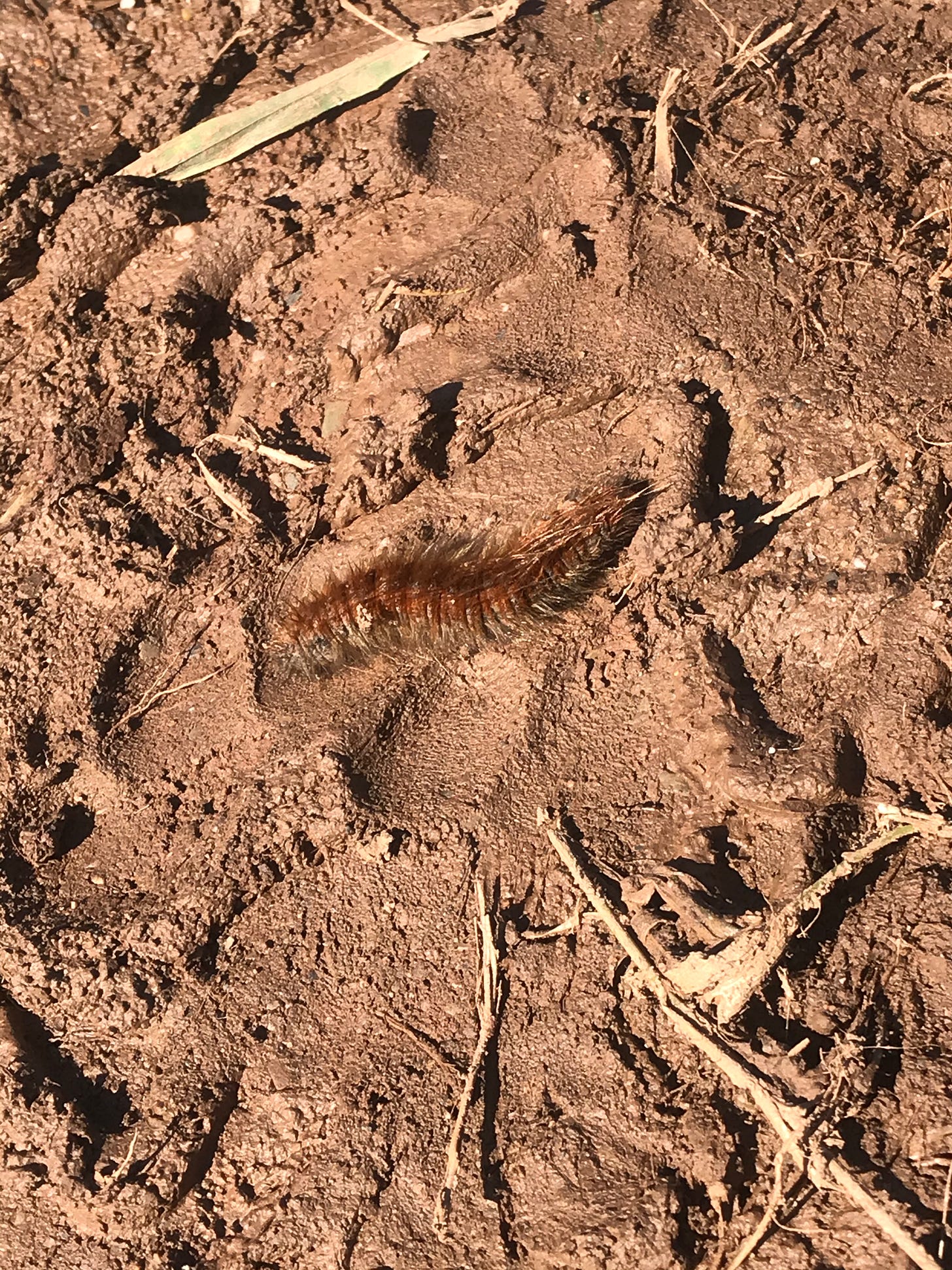 Photo of a brown hairy caterpillar on muddy footpath