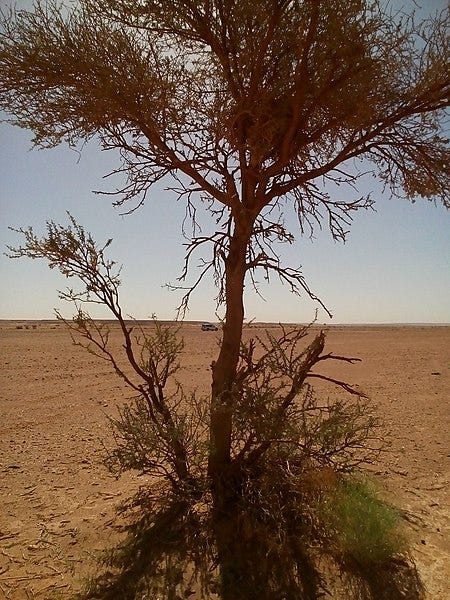 File:Tree alone in the sahara.jpg