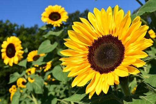 Sunflower, Yellow, Flower, Pollen