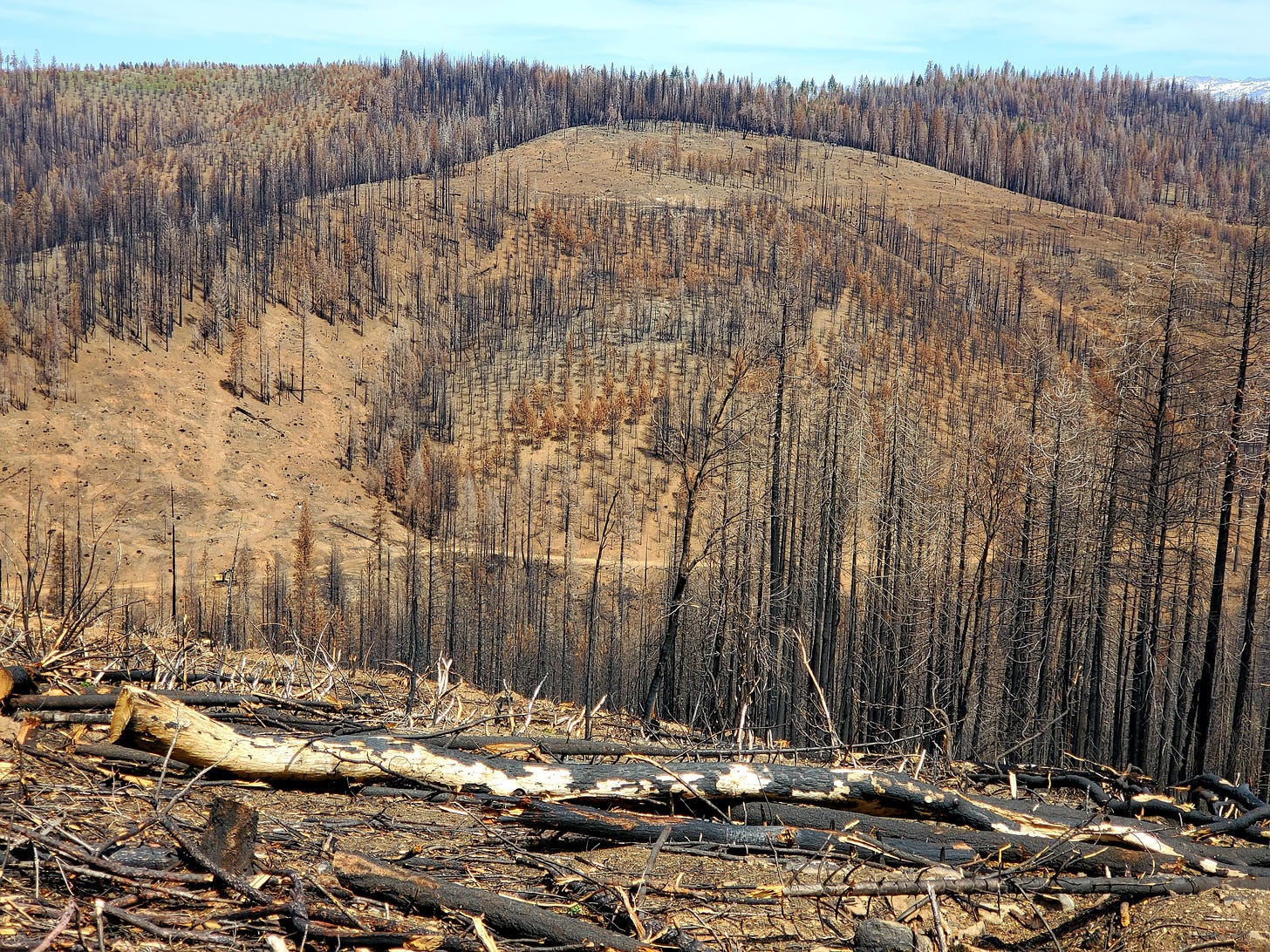 Burned forest and barren hillside.