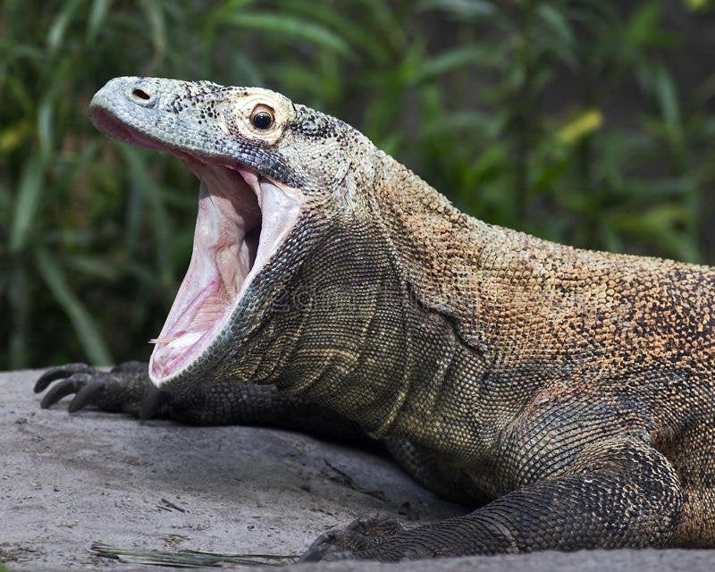 Because of the extreme angle to which they can open their mouths, a Komodo  Dragon can be used as a crude protractor in a pinch. This is considered not  worth it by