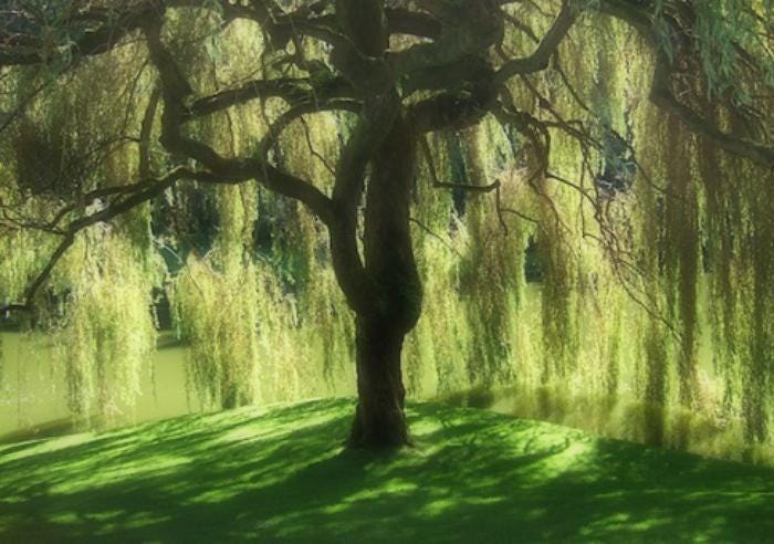 Willow Tree Growing: Learn How To Grow A Willow Tree - Dummer. ゛☀ - Garden  Manage - GFinger es la APP de jardinería más profesional