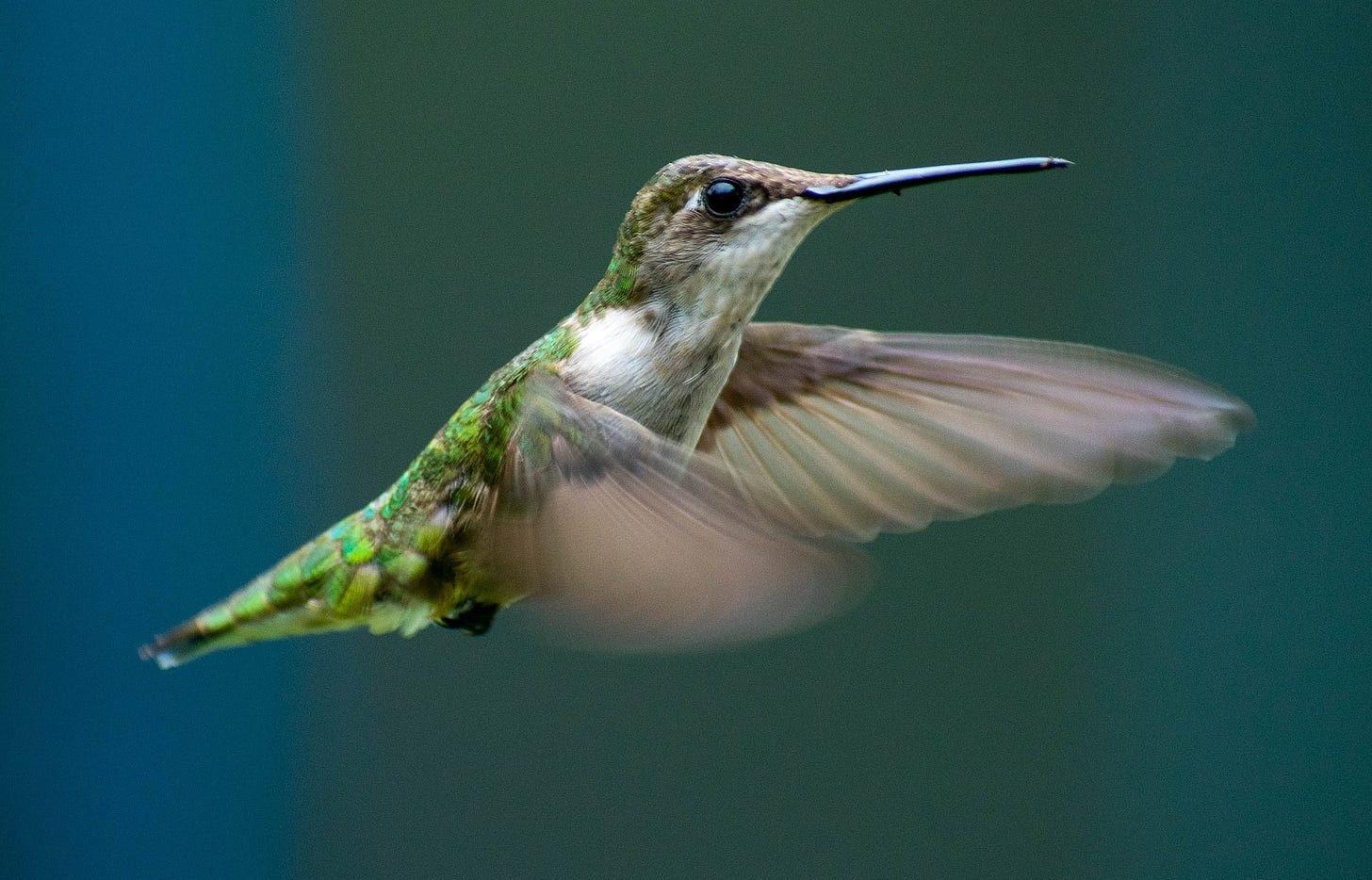 Image of hummingbird flying