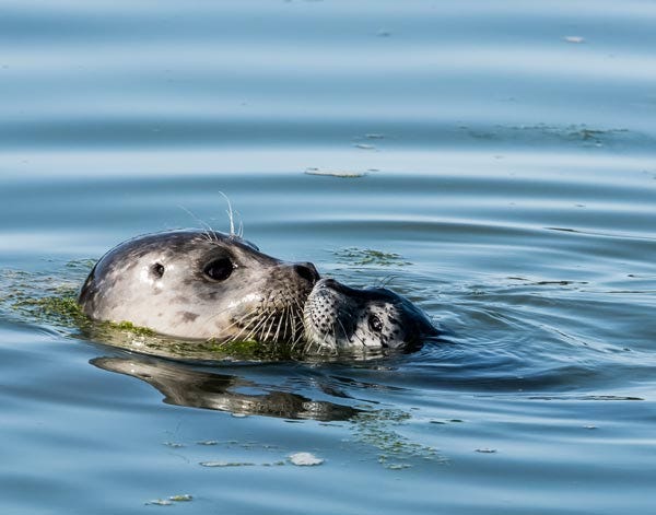 harbor seal pups can swim at birth