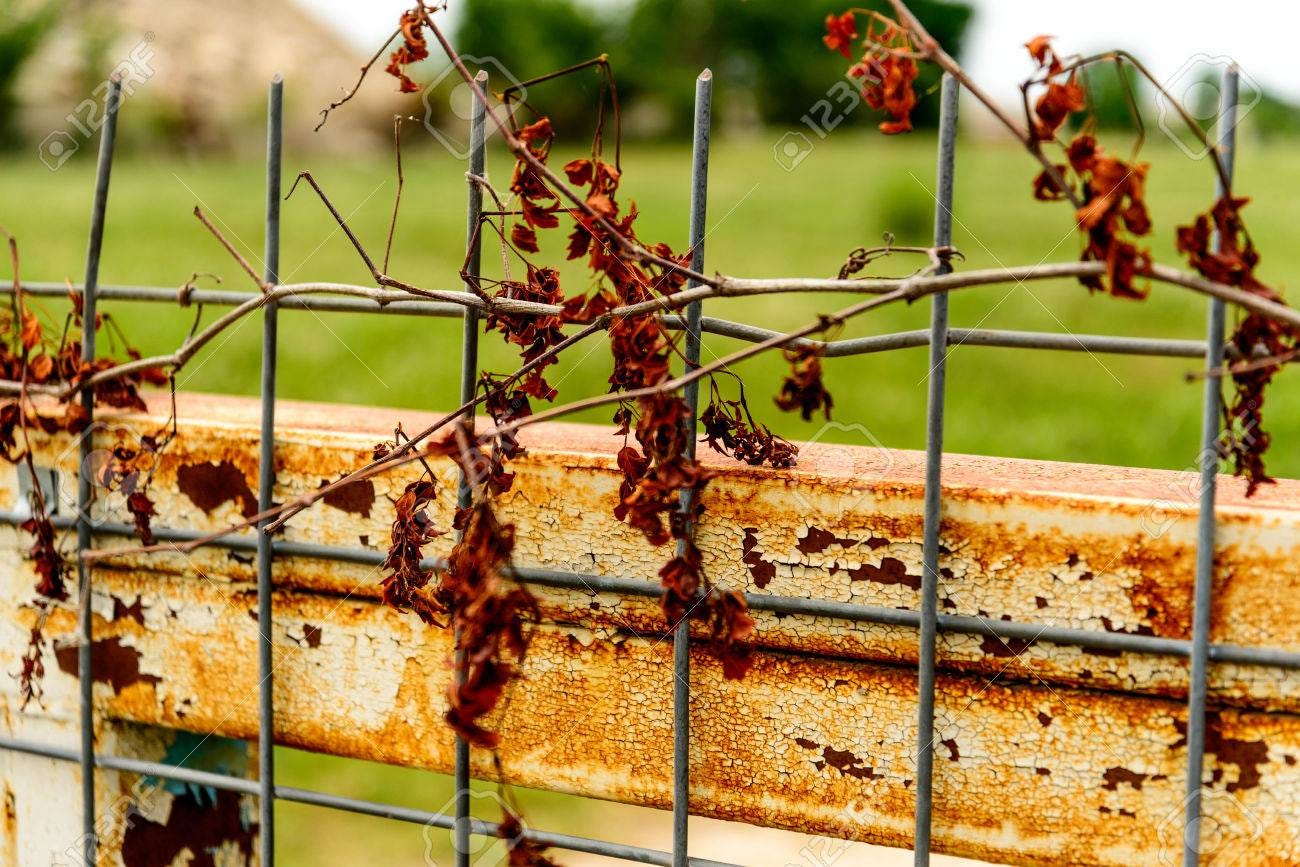 Dying Vine On A Wire Fence Stock Photo, Picture And Royalty Free Image.  Image 28638885.