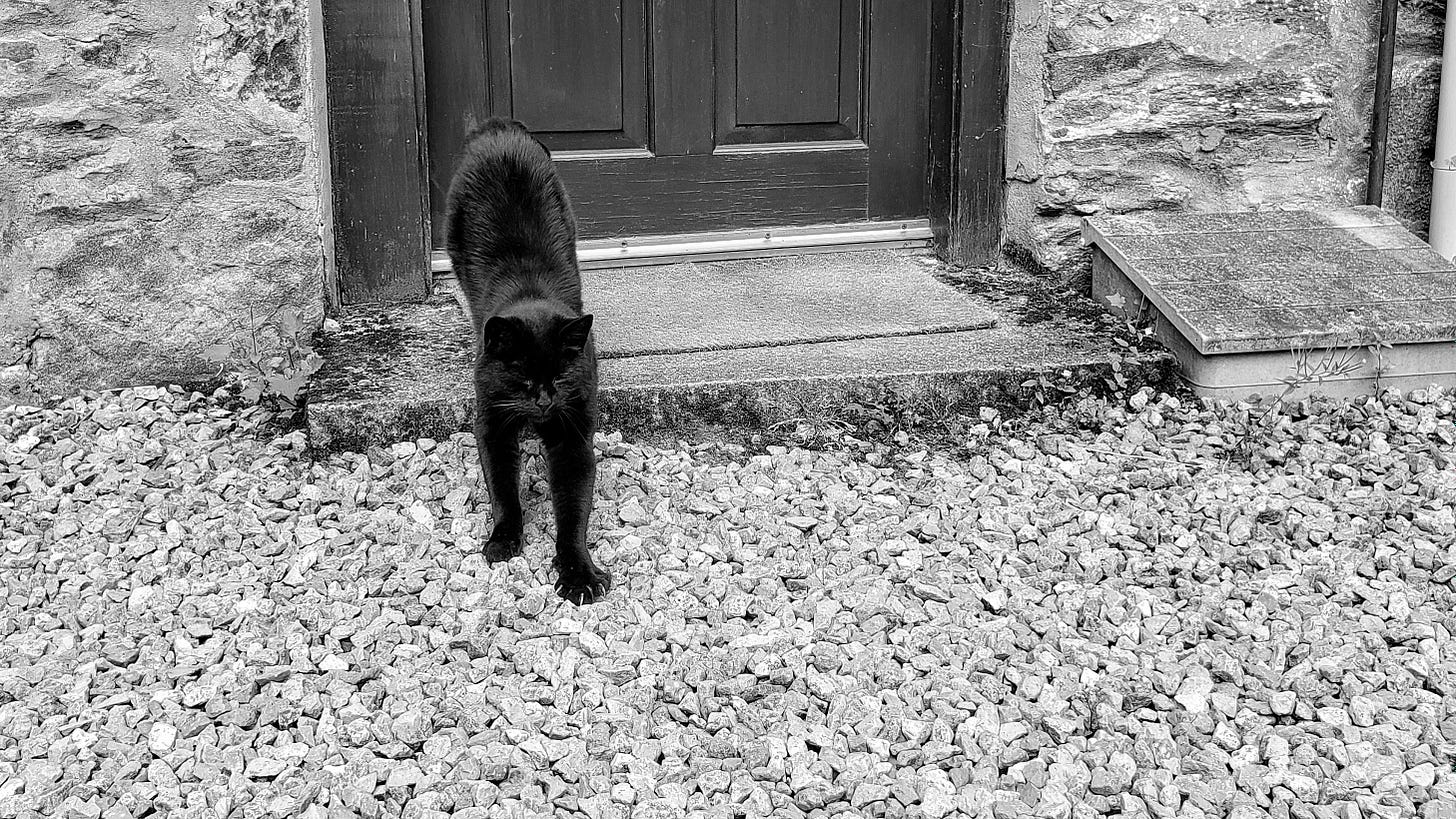 A black cat on a gravel drive stretches in front of a wooden door