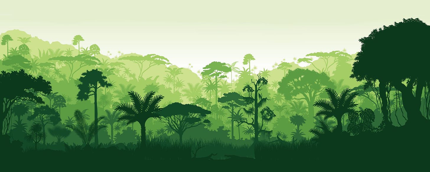 Vector drawing of a tropical rainforest with diverse trees 