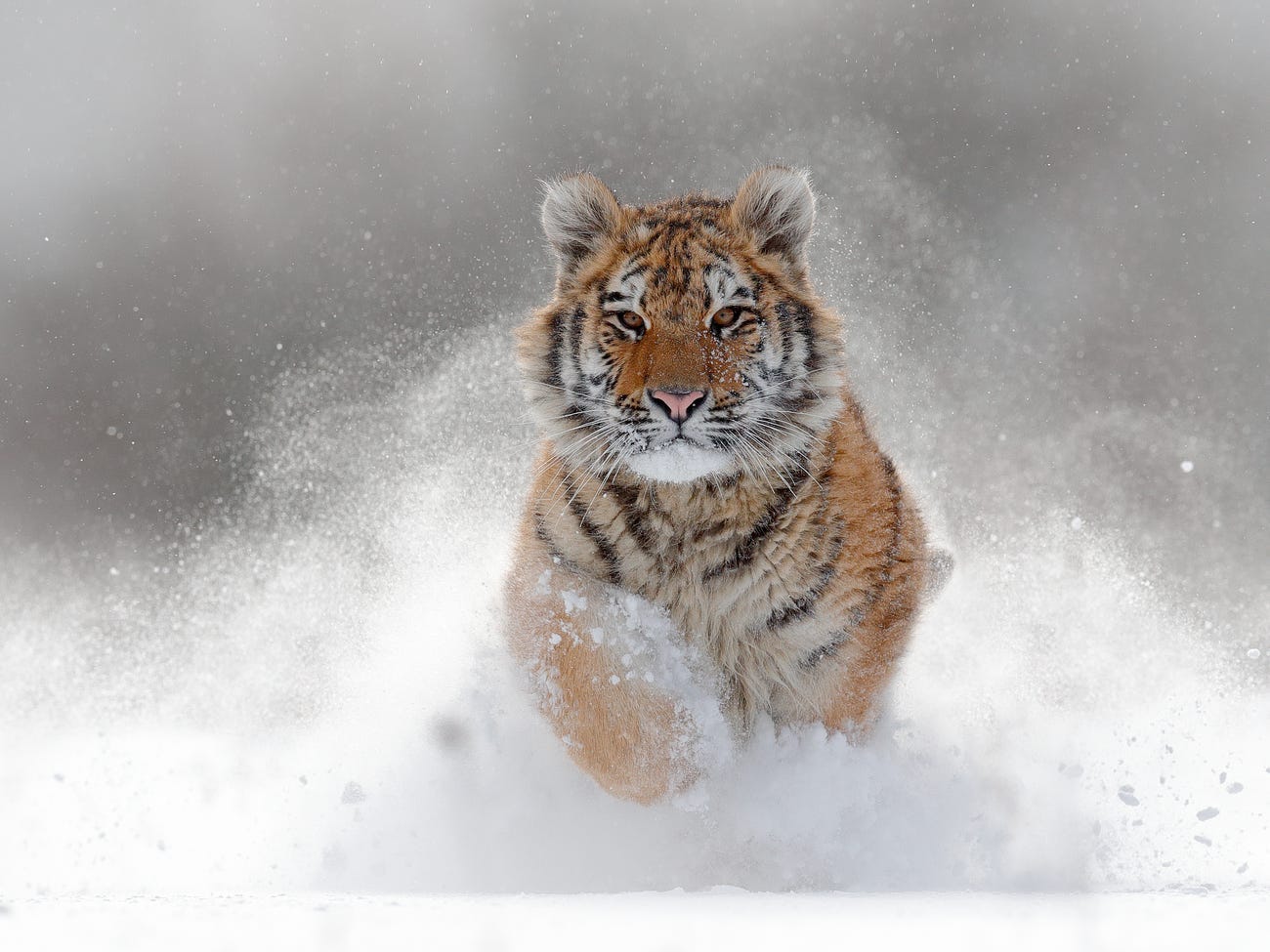 siberian tiger snow