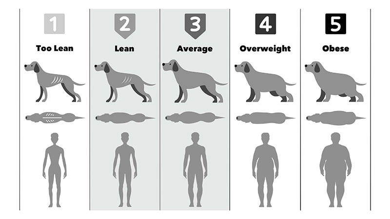 pet body score chart Tableau des scores corporels pour animaux de compagnie