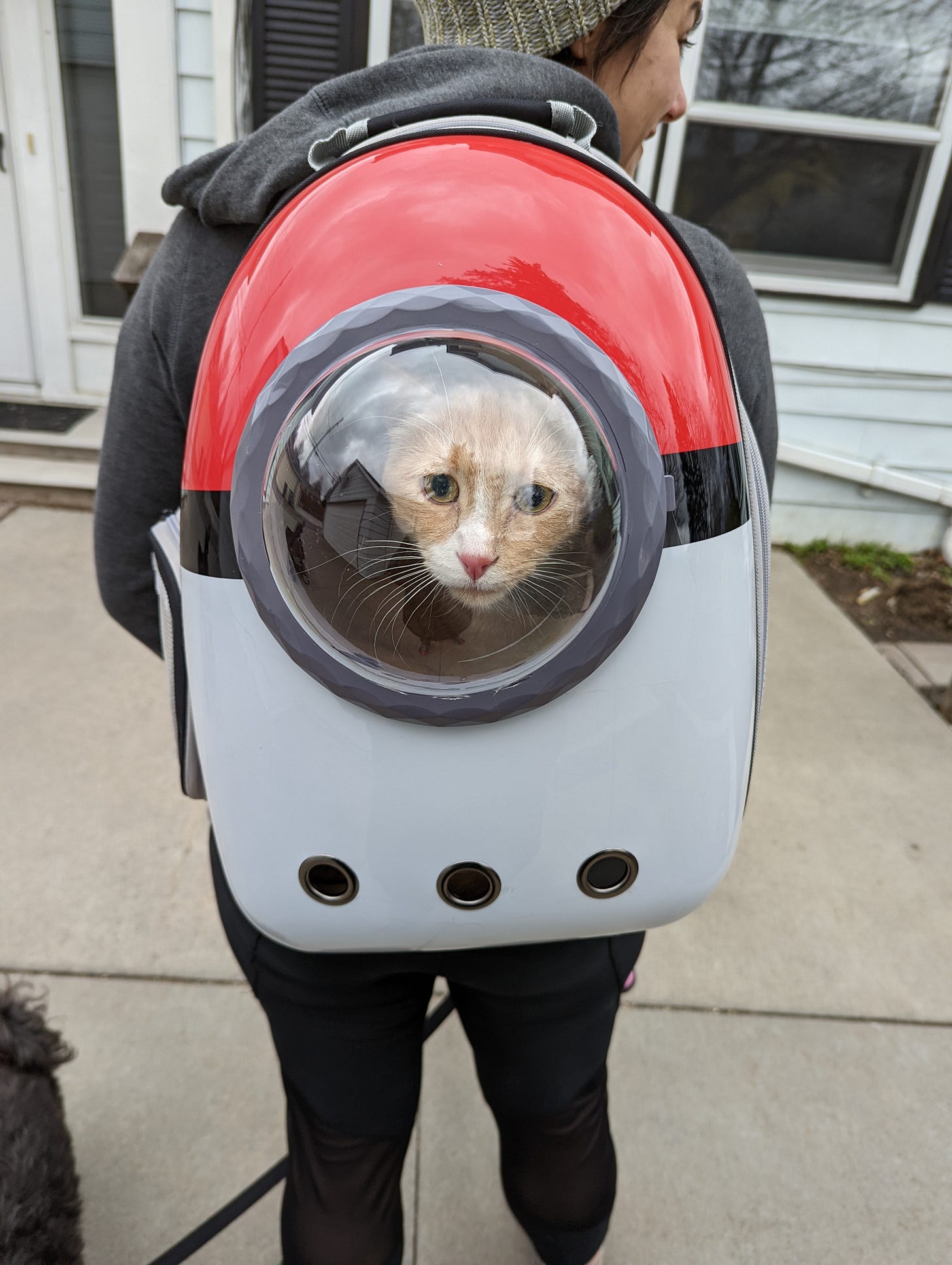 An orange cat inside a Pokeball backpack. He's looking out through a clear plastic bubble. He looks a little concerned.