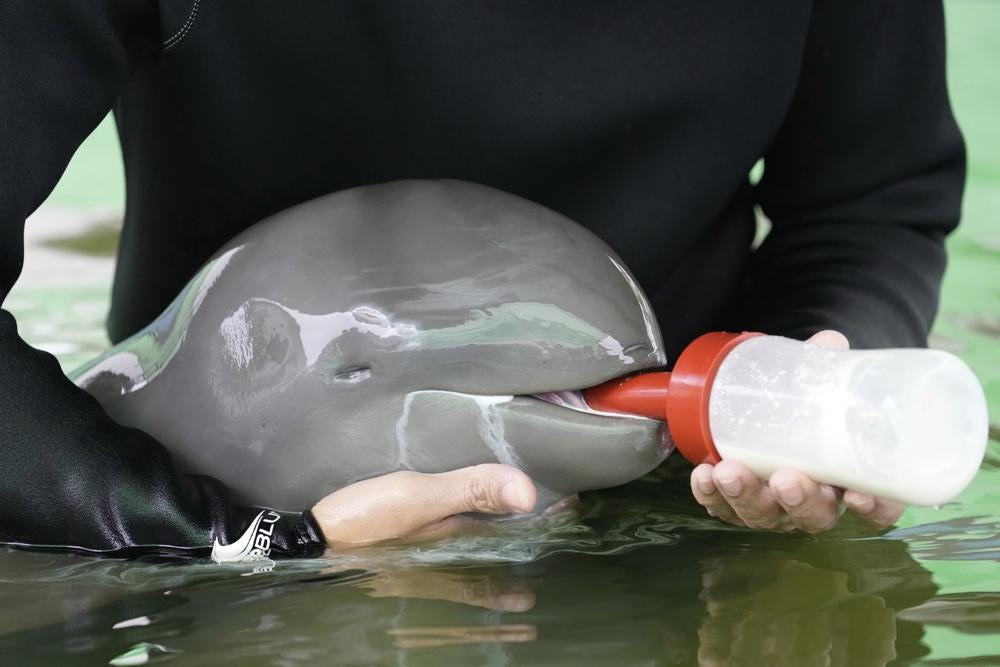 Volunteer Tosapol Prayoonsuk feeds a baby dolphin nicknamed Paradon with milk at the Marine and Coastal Resources Research and Development Center in Rayong province in eastern Thailand, Friday, Aug. 26, 2022. The Irrawaddy dolphin calf was drowning in a tidal pool on Thailand’s shore when fishermen found him last month. The calf was nicknamed Paradon, roughly translated as “brotherly burden,” because those involved knew from day one that saving his life would be no easy task. But the baby seems to be on the road to recovery. (AP Photo/Sakchai Lalit)