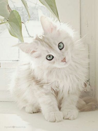 White cats are beautiful (30 photos) | Kitty Bloger