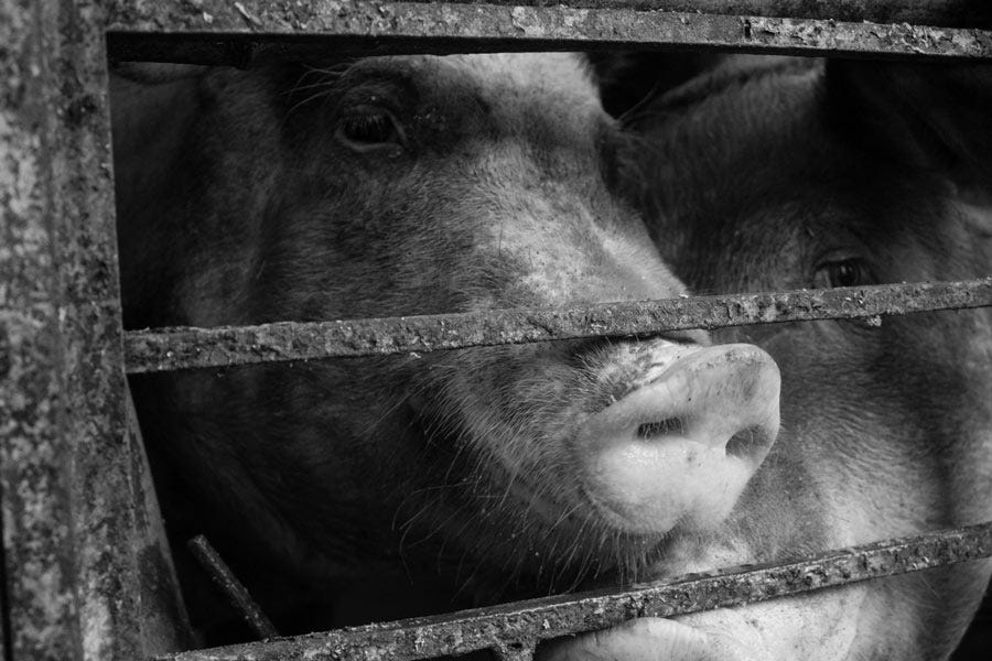 A caged pig. Source: Jasmine / Adobe Stock