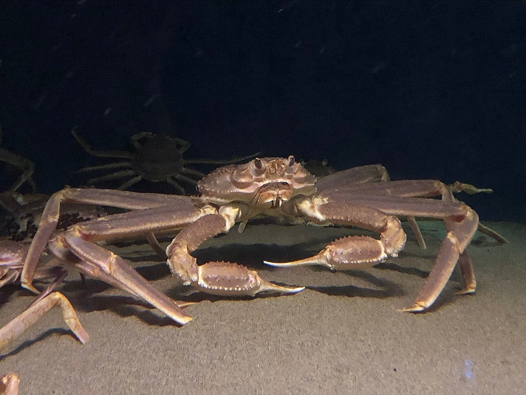 A snow crab. It is a purplish-brown color, with long skinny legs and fat front claws. It is on a sandy bottom, with another behind it and legs of others just in frame.