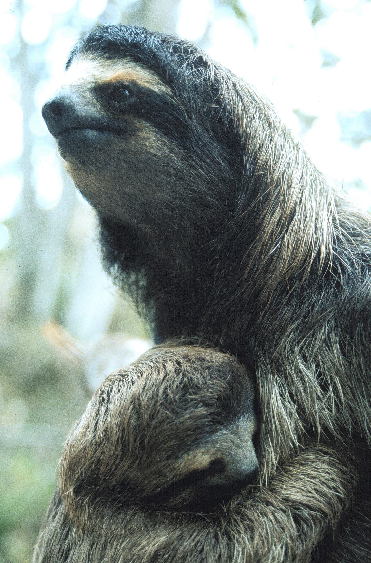 Sloth Mom and baby on BCI. Photo by Heather Heying, 1998.