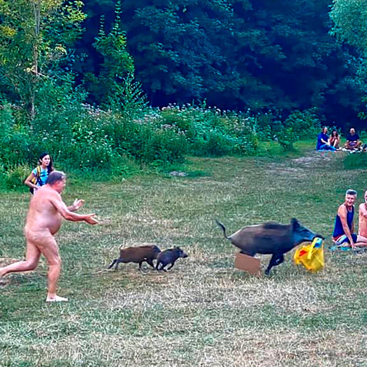 You swine! German nudist chases wild boar that stole laptop | Germany | The  Guardian