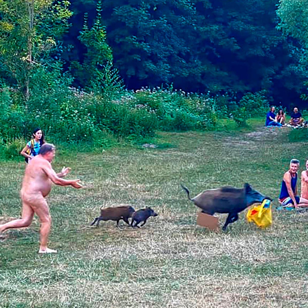 You swine! German nudist chases wild boar that stole laptop | Germany | The Guardian You swine! German nudist chases wild boar that stole laptop | Germany | The Guardian