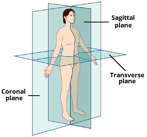 Anatomical Planes - Coronal - Sagittal - TeachMeAnatomy