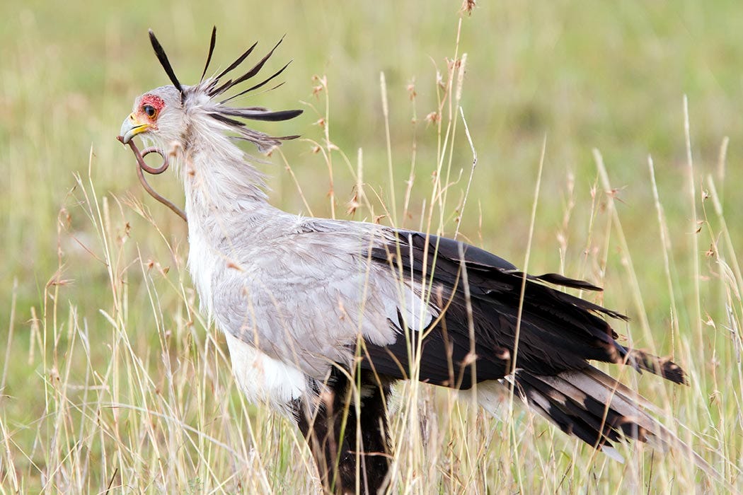 Meet the Secretary Bird, Snake Nemesis - JSTOR Daily