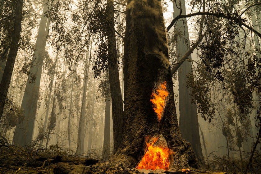 Smoke hangs low at Big Basin Redwoods State Park as some redwoods are still on fire on Aug. 22 in Boulder Creek, Calif.