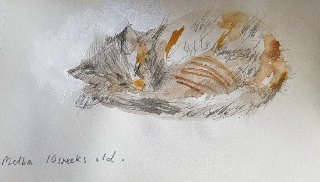 Tabby kitten watercolour and pencil sketch by Julia Laing (c)2021