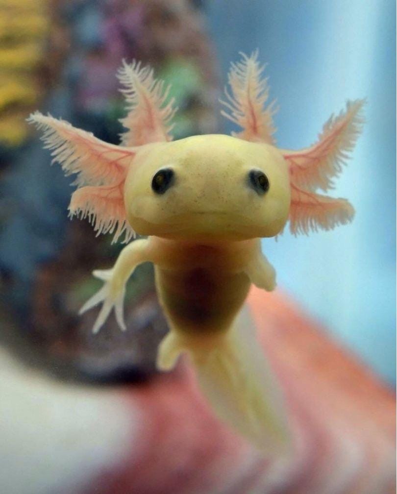 🔥 Baby axolotl : NatureIsFuckingLit