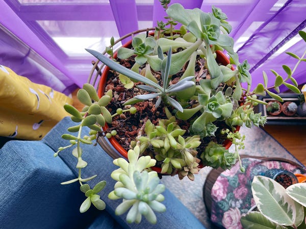 My succulent bowl just keeps on growing.