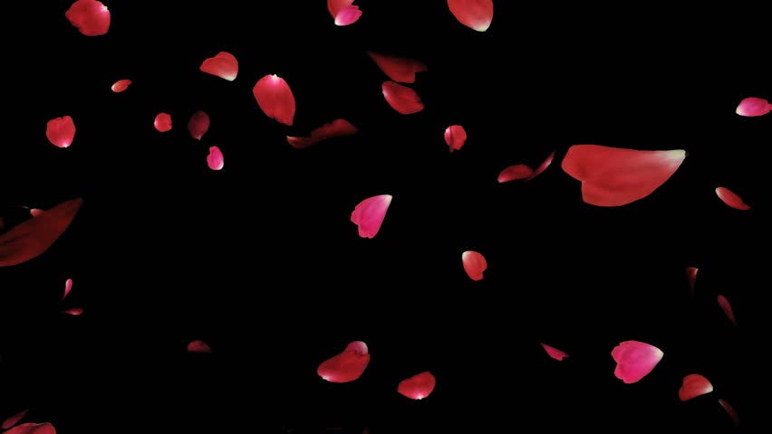 Flower Petals Stock Video Footage - 4K and HD Video Clips ...