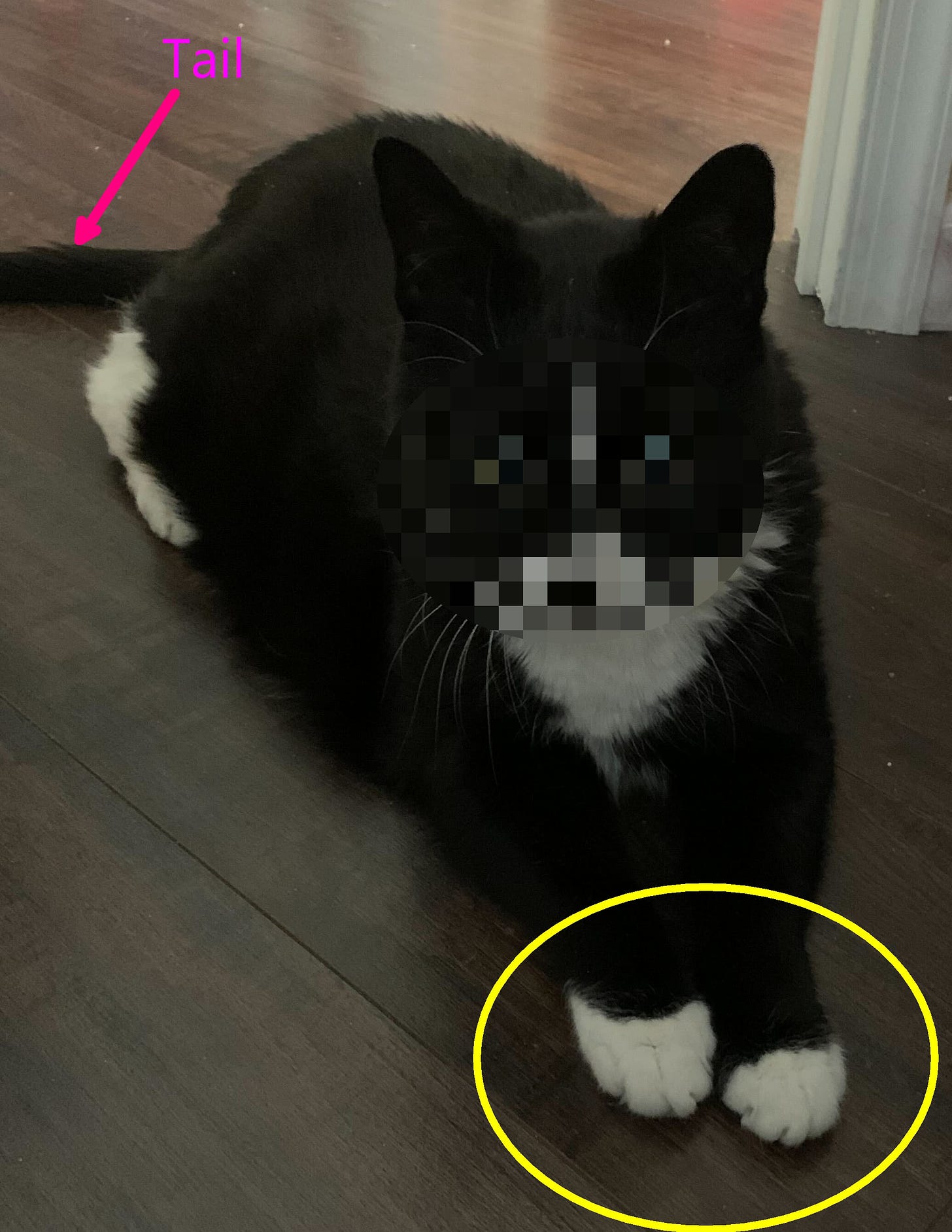 Cat picture with a pixelated face, arrow for the tail, and a circle around the paws.