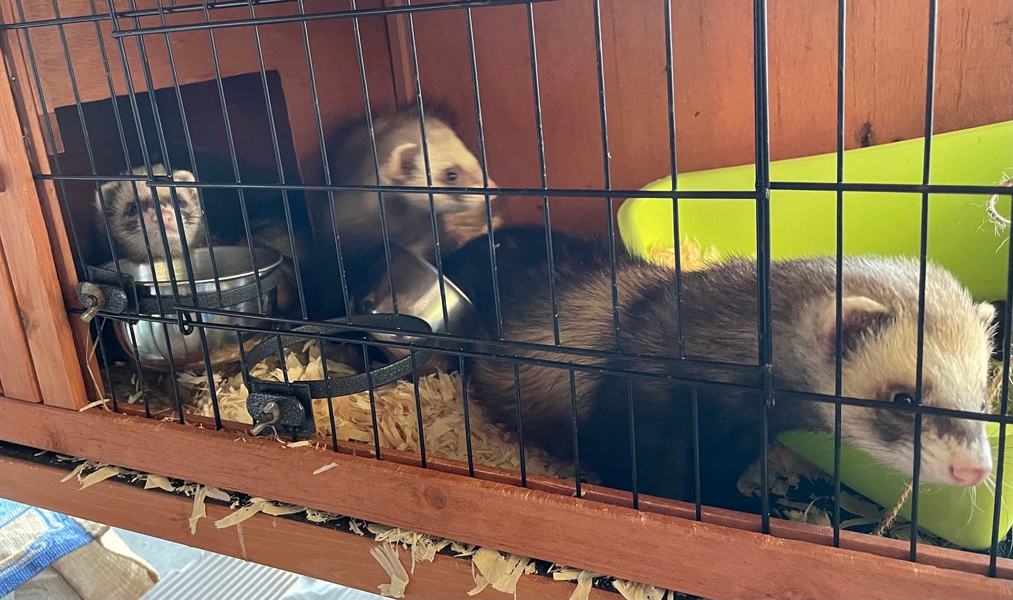 Three ferrets in a temporary dormitory