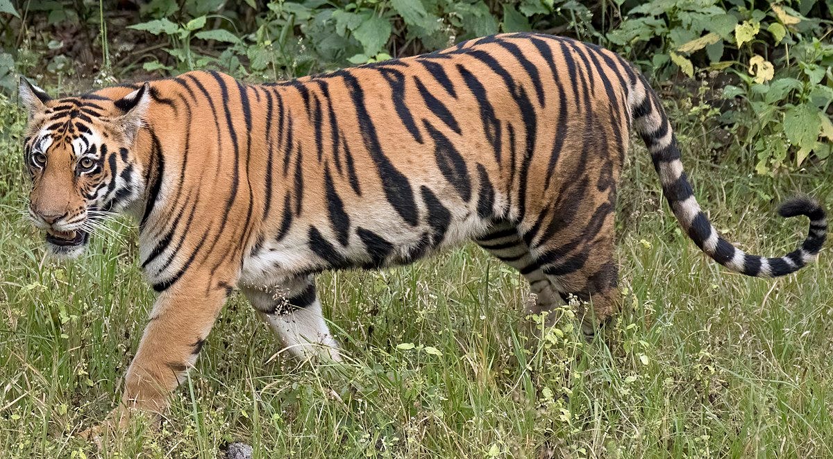 Bengal tiger - Wikipedia