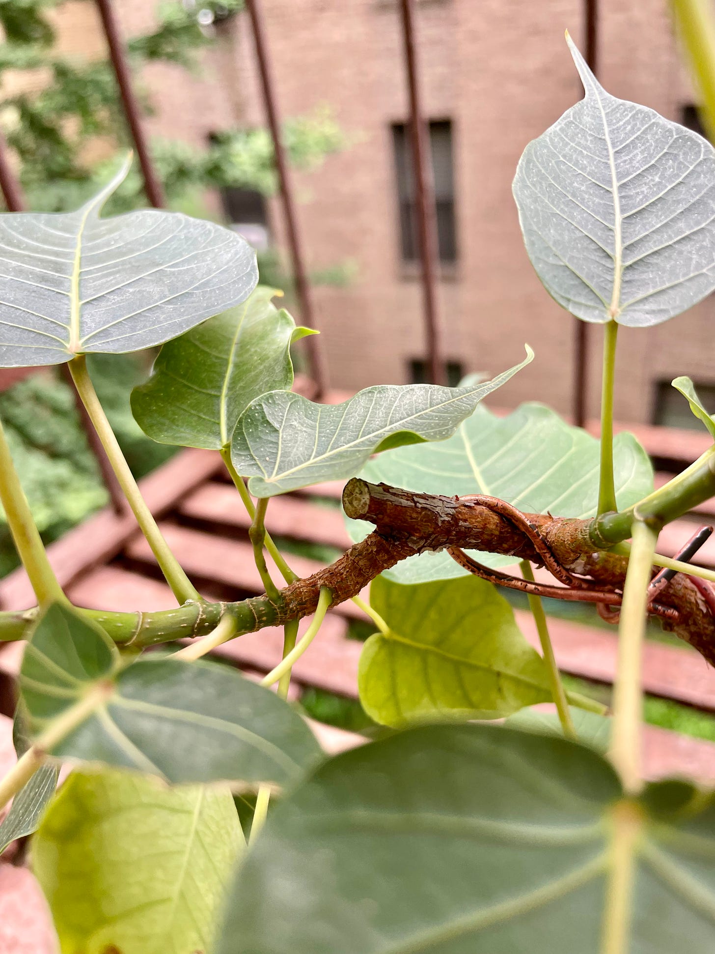 ID: Photo of the top of the ficus.