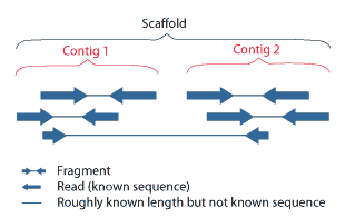 File:PET contig scaffold.png