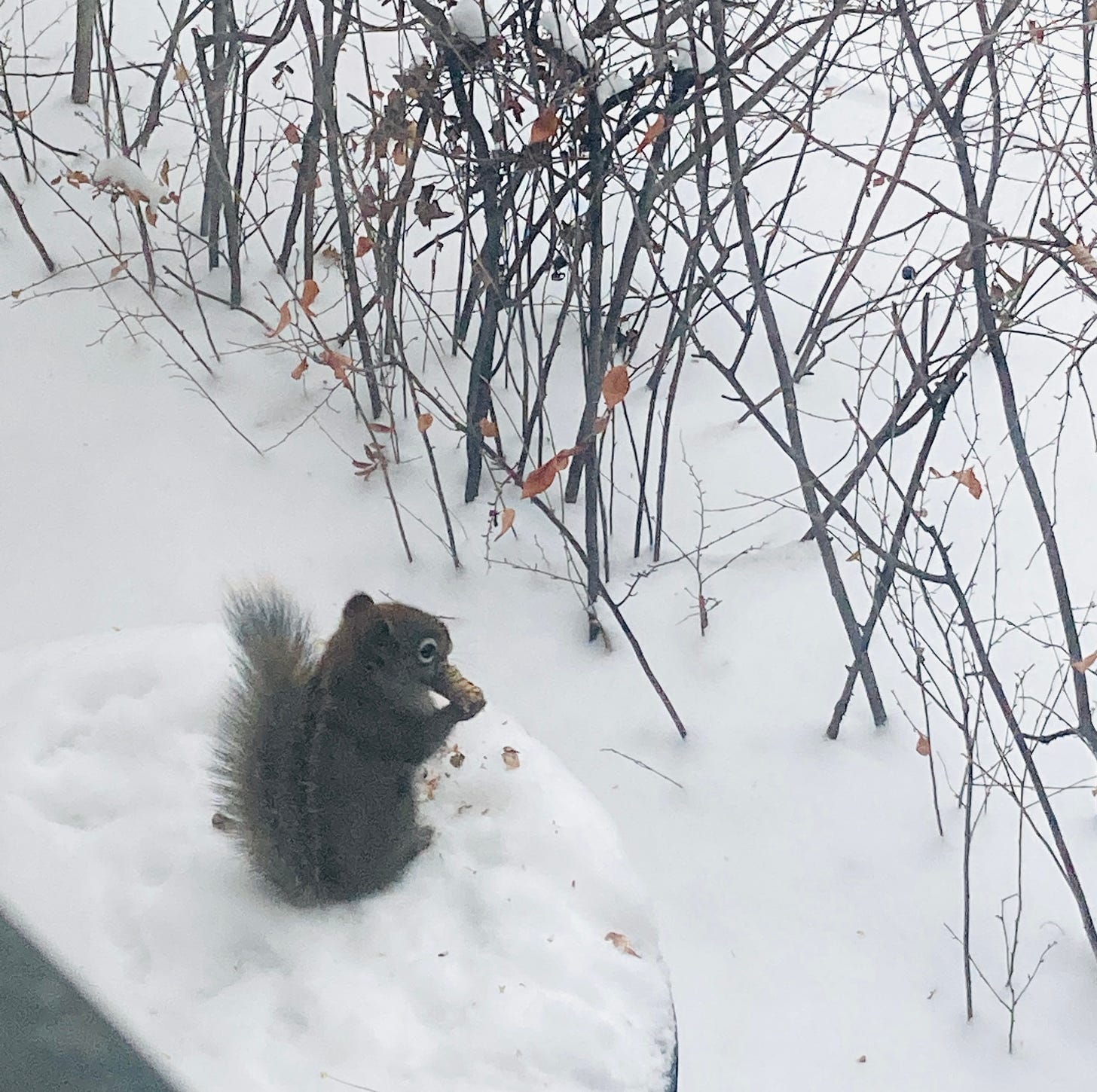 雪の中で松ぼっくりを食べる赤リス。