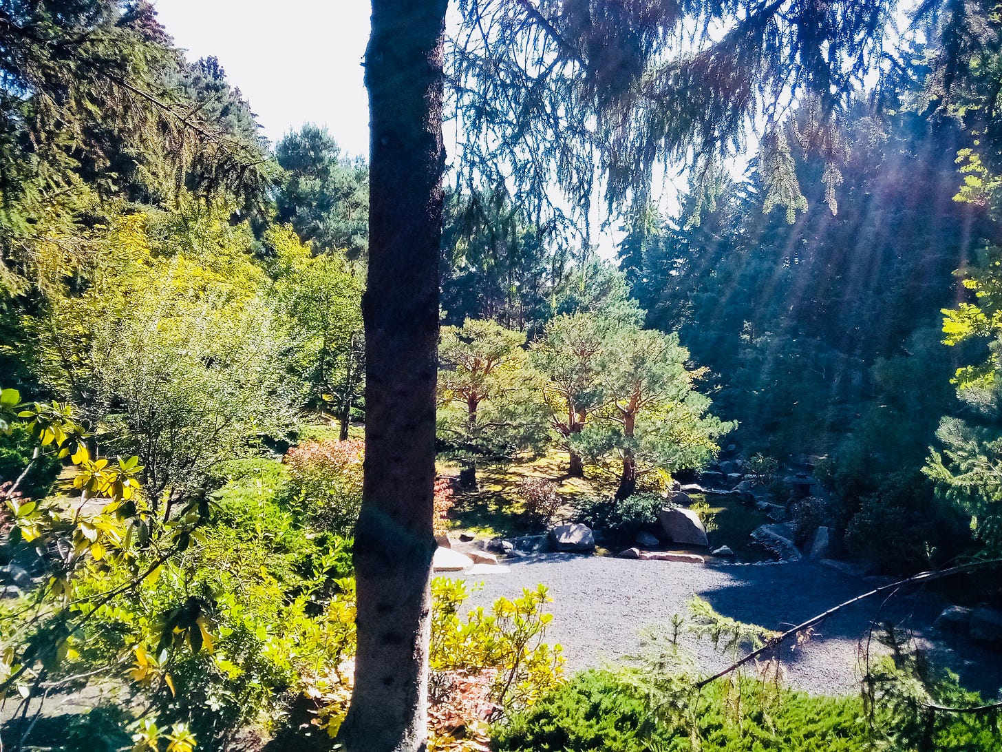 Trees and streaming sunshine