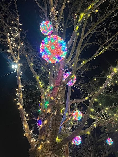 Christmas lights in the trees