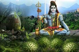 Maha Shivratri Special: Why do we offer Datura to Lord Shiva?