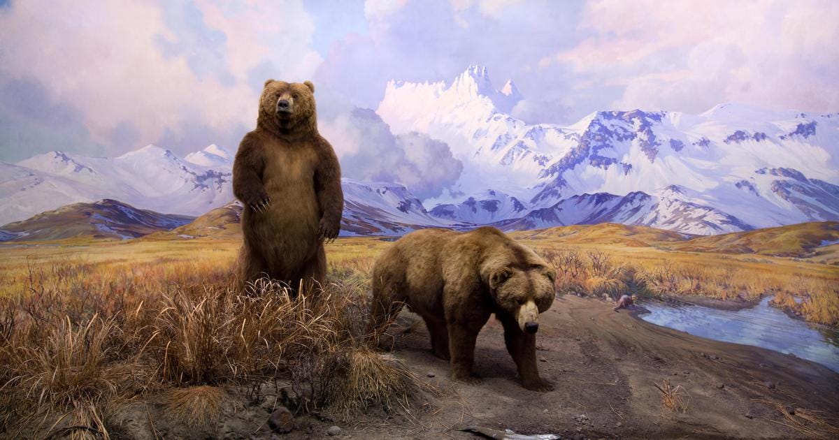 Alaska Brown Bear Diorama | American Museum of Natural History