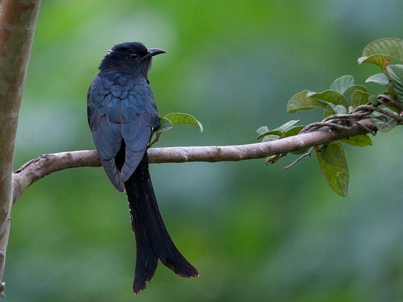 Fork-tailed Drongo-Cuckoo - eBird